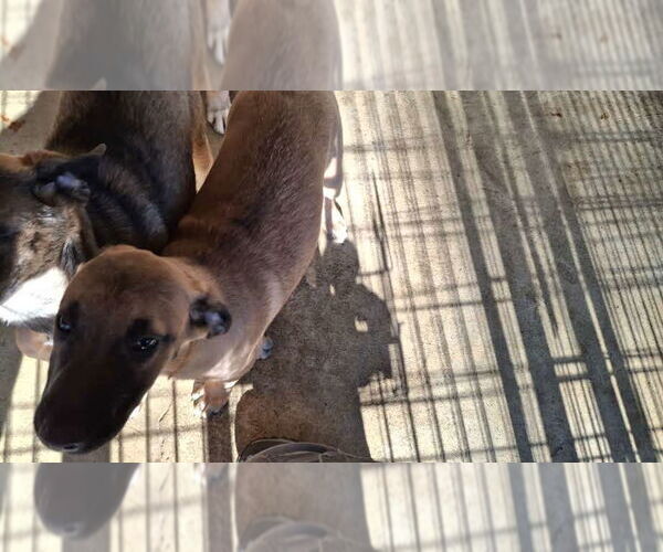 Medium Photo #9 German Shepherd Dog-Unknown Mix Puppy For Sale in Sebec, ME, USA