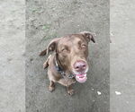 Small #24 Mastador