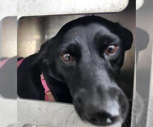 Mutt Dogs for adoption in San Antonio, TX, USA