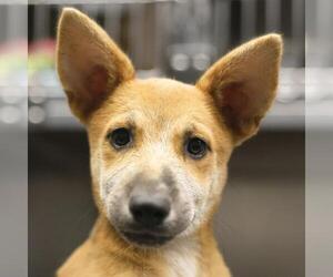 German Shepherd Dog Dogs for adoption in San Antonio, TX, USA