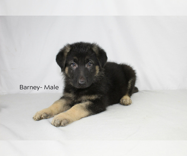 Medium Photo #4 German Shepherd Dog Puppy For Sale in DUENWEG, MO, USA