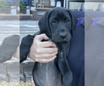 Small #6 German Shorthaired Lab