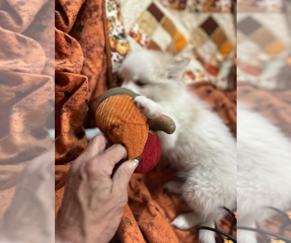 Medium Photo #11 Pomsky Puppy For Sale in GOLDEN VALLEY, AZ, USA