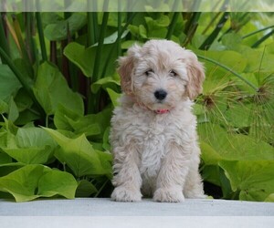Goldendoodle (Miniature) Puppy for sale in FREDERICKSBG, OH, USA