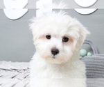 Small Photo #3 Maltese Puppy For Sale in MARIETTA, GA, USA