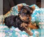 Small #6 Yorkshire Terrier