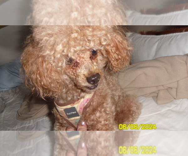 Medium Photo #1 Poodle (Toy) Puppy For Sale in DULUTH, GA, USA