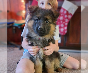 German Shepherd Dog Puppy for sale in MANTON, MI, USA