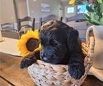 Small Photo #31 Goldendoodle Puppy For Sale in LOUISA, VA, USA