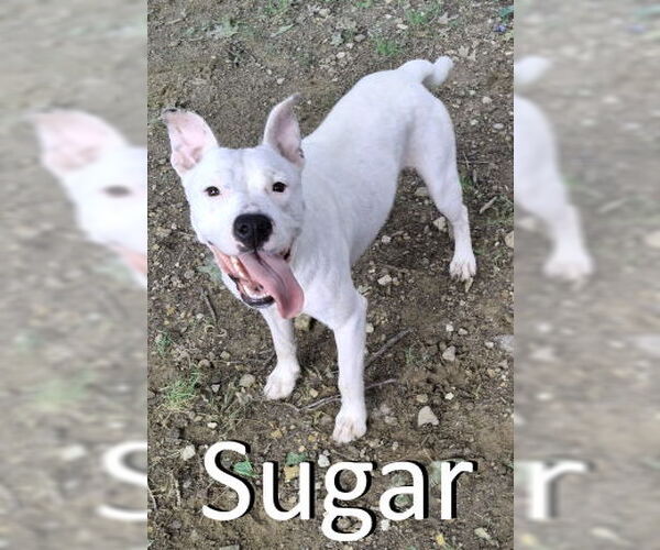 Medium Photo #3 American Pit Bull Terrier-Staffordshire Bull Terrier Mix Puppy For Sale in Mountain View, AR, USA