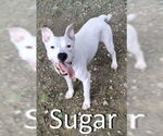 Small #2 American Pit Bull Terrier-Staffordshire Bull Terrier Mix