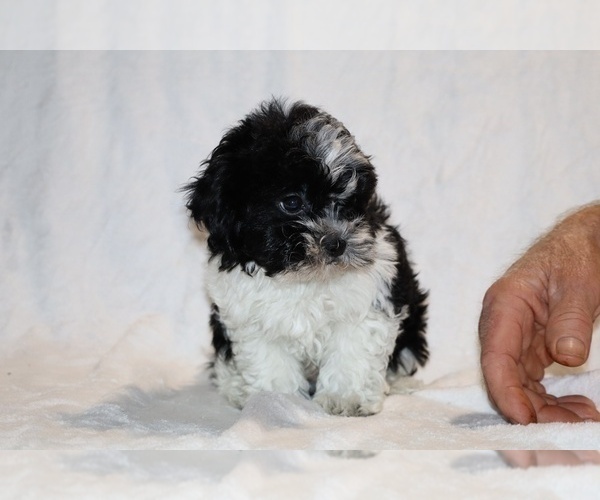 Medium Photo #17 ShihPoo Puppy For Sale in DYERSBURG, TN, USA