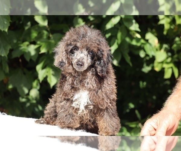 Medium Photo #3 Poodle (Miniature) Puppy For Sale in DYERSBURG, TN, USA