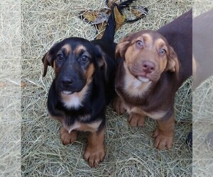 Bloodhound Puppy for sale in RIDGELAND, SC, USA