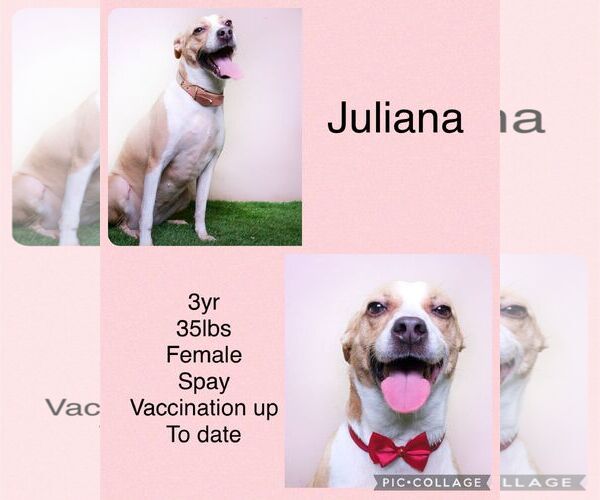 Medium Photo #5 Basenji-Retriever  Mix Puppy For Sale in Virginia Beach, VA, USA