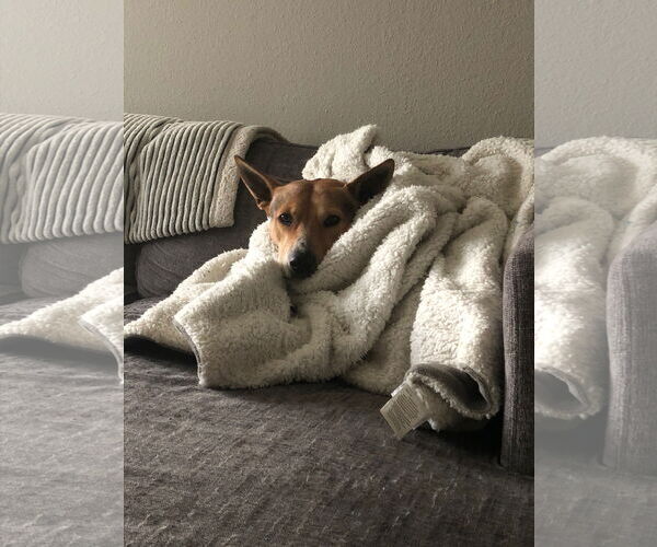 Medium Photo #4 German Shepherd Dog-Unknown Mix Puppy For Sale in Dana Point, CA, USA