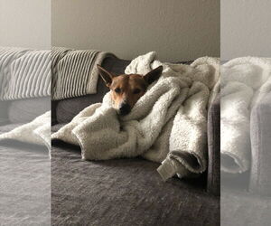 Scout - Female German Shepherd Dog-Unknown Mix Dog for Adoption - Photo #4