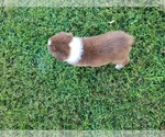 Small Photo #2 Australian Shepherd Puppy For Sale in ISLAND, KY, USA
