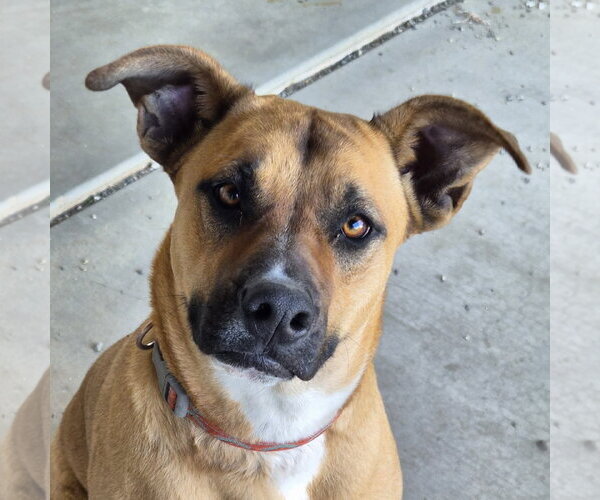 Medium Photo #1 Boxer-German Shepherd Dog Mix Puppy For Sale in Phelan, CA, USA