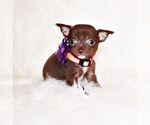 Puppy Sunny Chihuahua