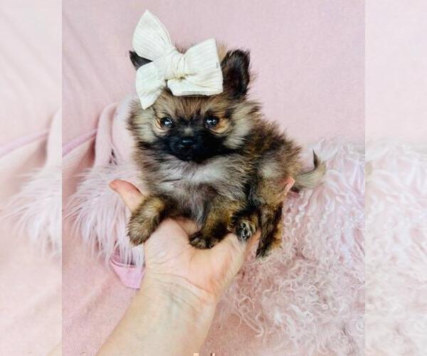 Medium Photo #15 Pomeranian Puppy For Sale in WEST PALM BEACH, FL, USA