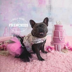 Mother of the French Bulldog puppies born on 04/24/2018