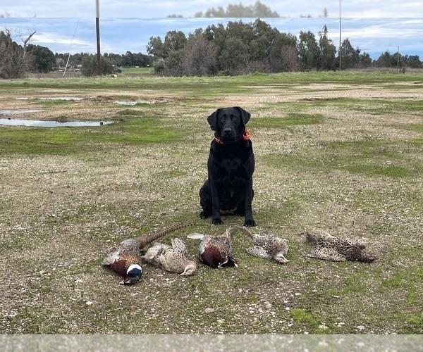 Medium Photo #22 Labrador Retriever Puppy For Sale in REDDING, CA, USA