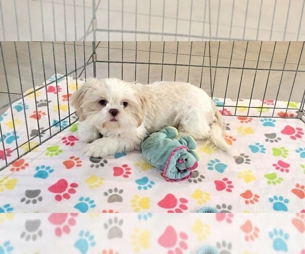 Medium Photo #5 Shih Tzu Puppy For Sale in ORO VALLEY, AZ, USA