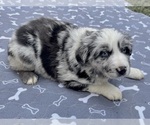 Puppy Boy 1 Australian Shepherd