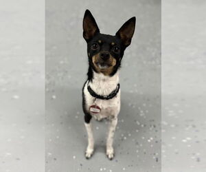 Rat-Cha Dogs for adoption in Wakefield, RI, USA