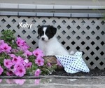 Small Border Collie