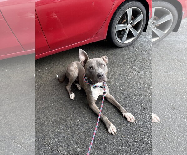 Medium Photo #7 American Staffordshire Terrier-Unknown Mix Puppy For Sale in Holly Springs, NC, USA