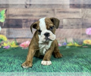 Bulldog Puppy for sale in POWHATAN, VA, USA