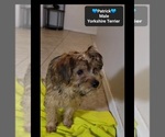 Small #1 Yorkshire Terrier