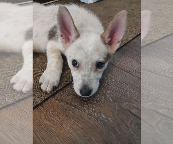 Medium Photo #3 - Mix Puppy For Sale in The Woodlands, TX, USA