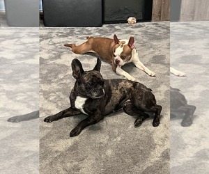 Father of the Boston Terrier puppies born on 10/10/2025