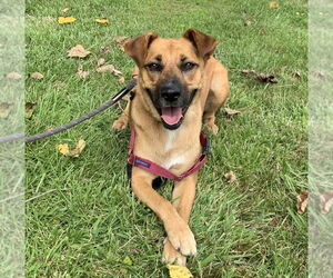Scarlett - Female Labrador Retriever-Unknown Mix Dog for Adoption - Photo #6