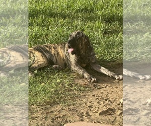 Fila Brasileiro Puppy for sale in ROSHARON, TX, USA