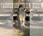 Small Photo #7 Siberian Husky Puppy For Sale in SAN DIEGO, CA, USA