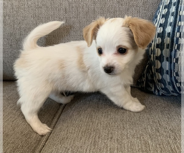 Medium Photo #9 Chiweenie Puppy For Sale in CLOVER, SC, USA