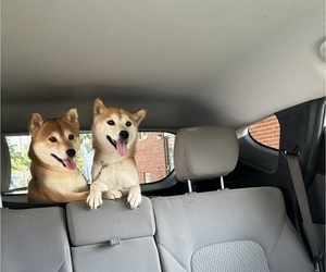Mother of the Shiba Inu puppies born on 04/24/2025