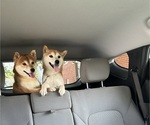 Small Photo #1 Shiba Inu Puppy For Sale in PLAINFIELD, IL, USA