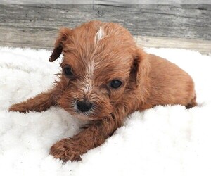 Medium Cavapoo