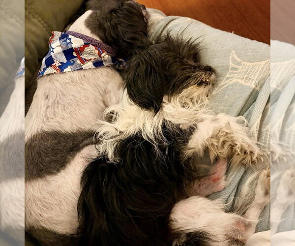 Medium Photo #3 Mutt Puppy For Sale in Spring Lake, NC, USA