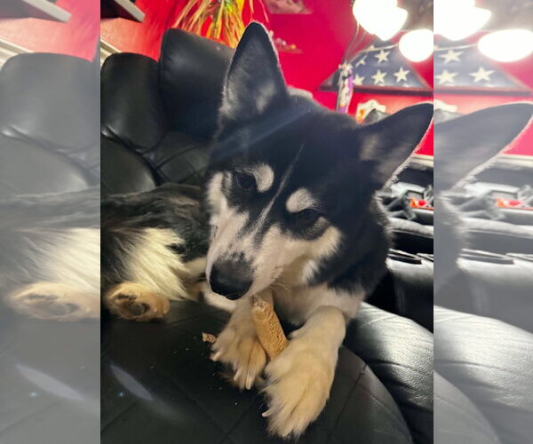 Medium Photo #4 Siberian Husky Puppy For Sale in Alexander, AR, USA
