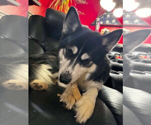 Dusty - Male Siberian Husky Dog for Adoption - Photo #4