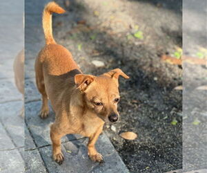 Chiweenie Dogs for adoption in Weston, FL, USA