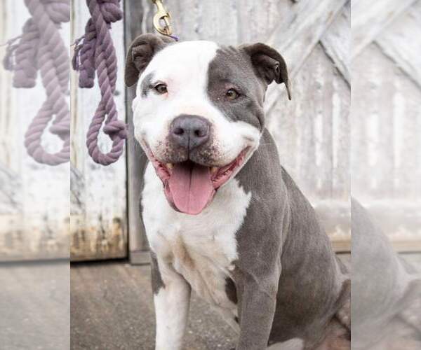 Medium Photo #10 American Pit Bull Terrier-Unknown Mix Puppy For Sale in Rustburg, VA, USA