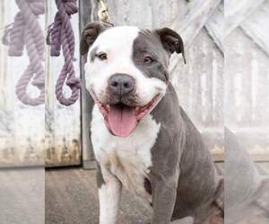 American Pit Bull Terrier-Unknown Mix Dogs for adoption in Rustburg, VA, USA