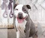 Small #9 American Pit Bull Terrier Mix